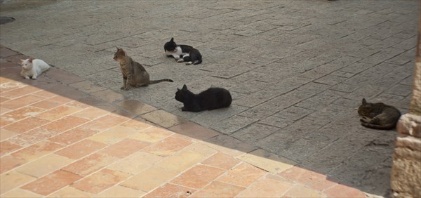 В центре Котора обитает много котов